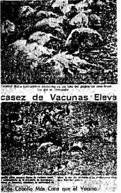 El Mercurio, July and August 1972: Dead chickens and cows on the front pages of the paper.